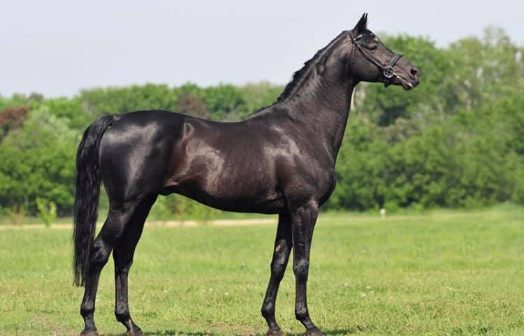 Ukrainian Riding Horse